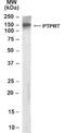 Protein Tyrosine Phosphatase Receptor Type T antibody, NB100-1459, Novus Biologicals, Western Blot image 