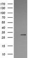 Kallikrein Related Peptidase 8 antibody, LS-C174716, Lifespan Biosciences, Western Blot image 