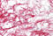 Heregulin antibody, MBS244831, MyBioSource, Immunohistochemistry frozen image 