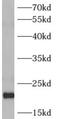 ADP Ribosylation Factor 4 antibody, FNab00532, FineTest, Western Blot image 