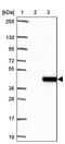 Alcohol Dehydrogenase 5 (Class III), Chi Polypeptide antibody, PA5-60761, Invitrogen Antibodies, Western Blot image 