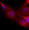 Neurocan antibody, orb76730, Biorbyt, Immunohistochemistry paraffin image 