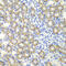 Synaptotagmin 1 antibody, 13-358, ProSci, Immunohistochemistry frozen image 