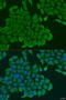 Annexin A7 antibody, 19-140, ProSci, Immunofluorescence image 