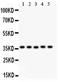 Krueppel-like factor 6 antibody, PB9231, Boster Biological Technology, Western Blot image 