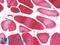 iNOS antibody, LS-B10049, Lifespan Biosciences, Immunohistochemistry paraffin image 