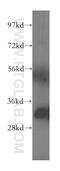 Four And A Half LIM Domains 1 antibody, 51015-1-AP, Proteintech Group, Western Blot image 