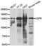 Ubiquitin Specific Peptidase 8 antibody, PA5-77104, Invitrogen Antibodies, Western Blot image 
