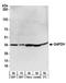GAPDH antibody, A303-878A, Bethyl Labs, Western Blot image 
