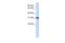 Replication Protein A4 antibody, PA5-44243, Invitrogen Antibodies, Western Blot image 