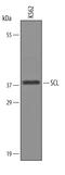 TAL BHLH Transcription Factor 1, Erythroid Differentiation Factor antibody, AF3360, R&D Systems, Western Blot image 