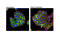 Interferon Regulatory Factor 3 antibody, 10949S, Cell Signaling Technology, Immunocytochemistry image 