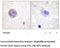 Protein Tyrosine Kinase 2 antibody, MBS004639, MyBioSource, Immunohistochemistry paraffin image 