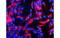 Fibrillarin antibody, MBS832027, MyBioSource, Immunofluorescence image 