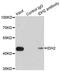 Isocitrate Dehydrogenase (NADP(+)) 2, Mitochondrial antibody, LS-C346272, Lifespan Biosciences, Immunoprecipitation image 