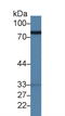 Lactotransferrin antibody, LS-C295067, Lifespan Biosciences, Western Blot image 