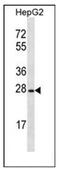 Olfactory Receptor Family 8 Subfamily B Member 12 antibody, AP53105PU-N, Origene, Western Blot image 