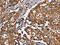 NADH:Ubiquinone Oxidoreductase Core Subunit S1 antibody, CSB-PA568412, Cusabio, Immunohistochemistry frozen image 