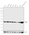 Aldolase, Fructose-Bisphosphate A antibody, 702729, Invitrogen Antibodies, Western Blot image 