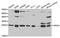 Apolipoprotein M antibody, A5336, ABclonal Technology, Western Blot image 