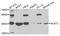 Alpha-1-B Glycoprotein antibody, A03245, Boster Biological Technology, Western Blot image 