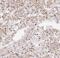 G Protein-Coupled Receptor Associated Sorting Protein 2 antibody, FNab03613, FineTest, Immunohistochemistry frozen image 