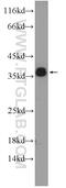 ORAI Calcium Release-Activated Calcium Modulator 2 antibody, 20592-1-AP, Proteintech Group, Western Blot image 