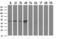 Transmembrane Protein With EGF Like And Two Follistatin Like Domains 2 antibody, M03846-1, Boster Biological Technology, Western Blot image 