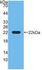 Retinol Binding Protein 4 antibody, LS-C663643, Lifespan Biosciences, Western Blot image 