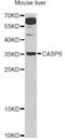 Caspase 6 antibody, MBS126973, MyBioSource, Western Blot image 