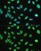 Aly/REF Export Factor antibody, GTX65947, GeneTex, Immunofluorescence image 