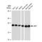 ADP Ribosylation Factor 1 antibody, GTX03181, GeneTex, Western Blot image 