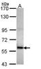 Collagen Type IV Alpha 3 Binding Protein antibody, GTX108303, GeneTex, Western Blot image 