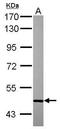 Sestrin 1 antibody, PA5-31116, Invitrogen Antibodies, Western Blot image 