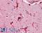 Glutathione Peroxidase 1 antibody, LS-B3242, Lifespan Biosciences, Immunohistochemistry frozen image 