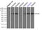 Polo Like Kinase 1 antibody, LS-C114502, Lifespan Biosciences, Immunoprecipitation image 