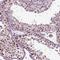 REST corepressor 3 antibody, HPA071997, Atlas Antibodies, Immunohistochemistry frozen image 