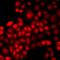 Interferon Regulatory Factor 2 antibody, LS-C667867, Lifespan Biosciences, Immunofluorescence image 