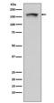 Proline, Glutamate And Leucine Rich Protein 1 antibody, M02530, Boster Biological Technology, Western Blot image 