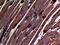 Actin Alpha Cardiac Muscle 1 antibody, A03744, Boster Biological Technology, Immunohistochemistry frozen image 