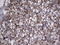 Thyroglobulin antibody, LS-C339106, Lifespan Biosciences, Immunohistochemistry frozen image 