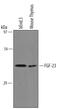 Fibroblast Growth Factor 23 antibody, AF2629, R&D Systems, Western Blot image 