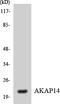 AKAP14 antibody, EKC1864, Boster Biological Technology, Western Blot image 