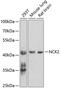 Cytoplasmic protein NCK2 antibody, GTX33346, GeneTex, Western Blot image 