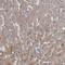 PTG antibody, NBP1-87236, Novus Biologicals, Immunohistochemistry paraffin image 