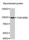Family With Sequence Similarity 160 Member B2 antibody, MBS127163, MyBioSource, Western Blot image 