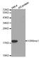 Histone Cluster 3 H3 antibody, STJ24012, St John