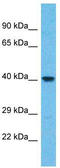 WD Repeat Domain 86 antibody, TA330826, Origene, Western Blot image 