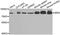 Moesin antibody, MBS126966, MyBioSource, Western Blot image 