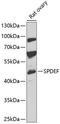 SAM pointed domain-containing Ets transcription factor antibody, A04625, Boster Biological Technology, Western Blot image 